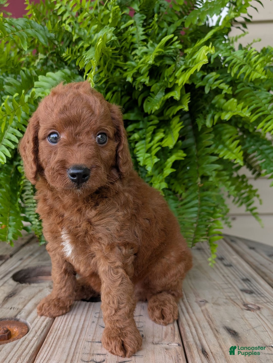 Mini Goldendoodle dogs for sale: Mini -coner - Image 33