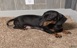 Miniature Dachshund dogs for sale: Buddy - Image 14
