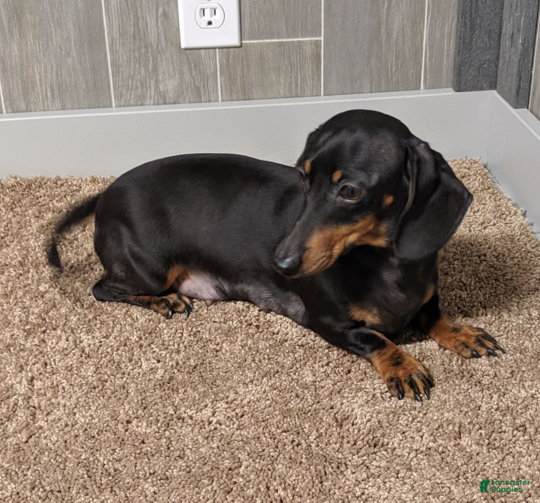 Miniature Dachshund dogs for sale: Buddy - Image 14