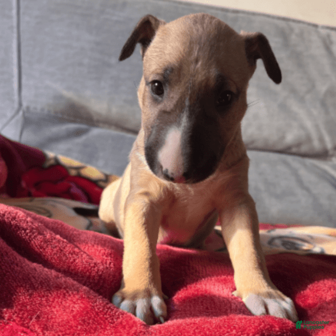 Bull Terrier dogs for sale: Everest - Image 5