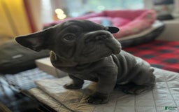 French Bulldog dogs for sale: Blue - Image 4