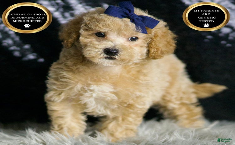 Maltipoo dogs - Advert 28