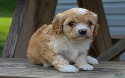 Cavapoo dogs for sale: Violet - Image 4