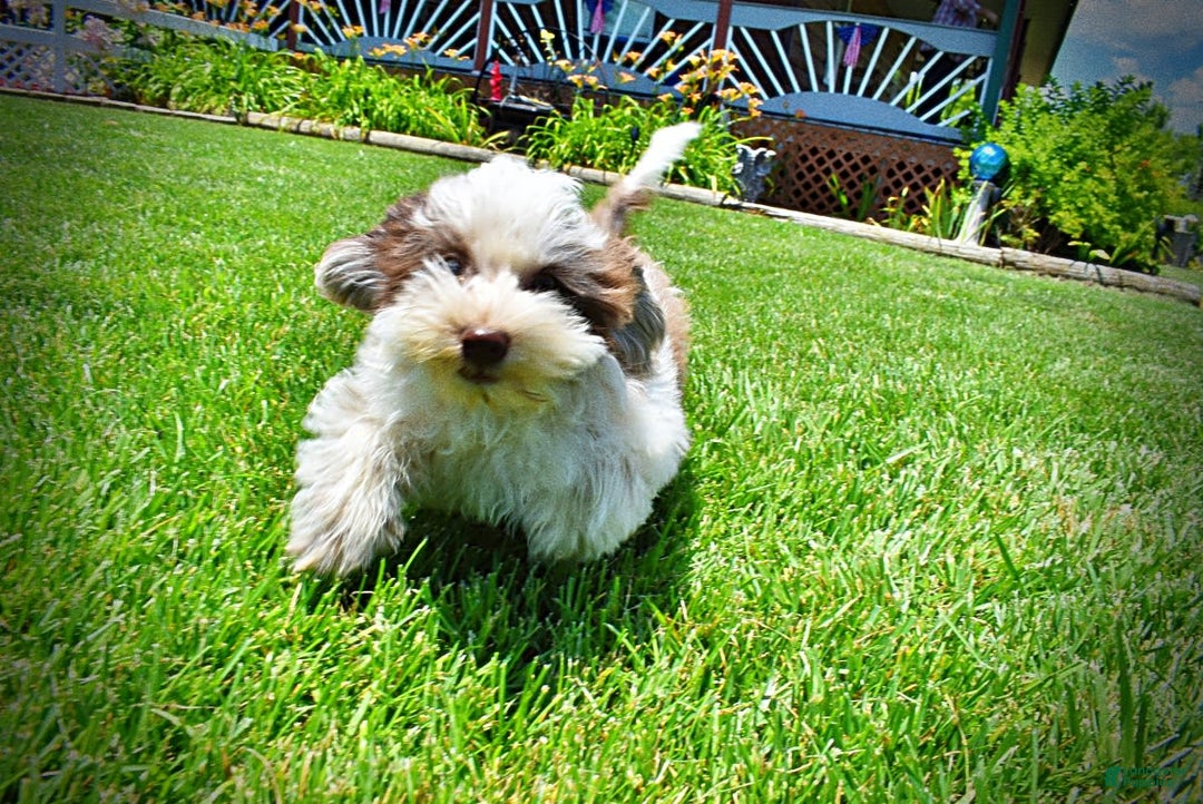 Havapoo dogs for sale: Vixen - Image 7