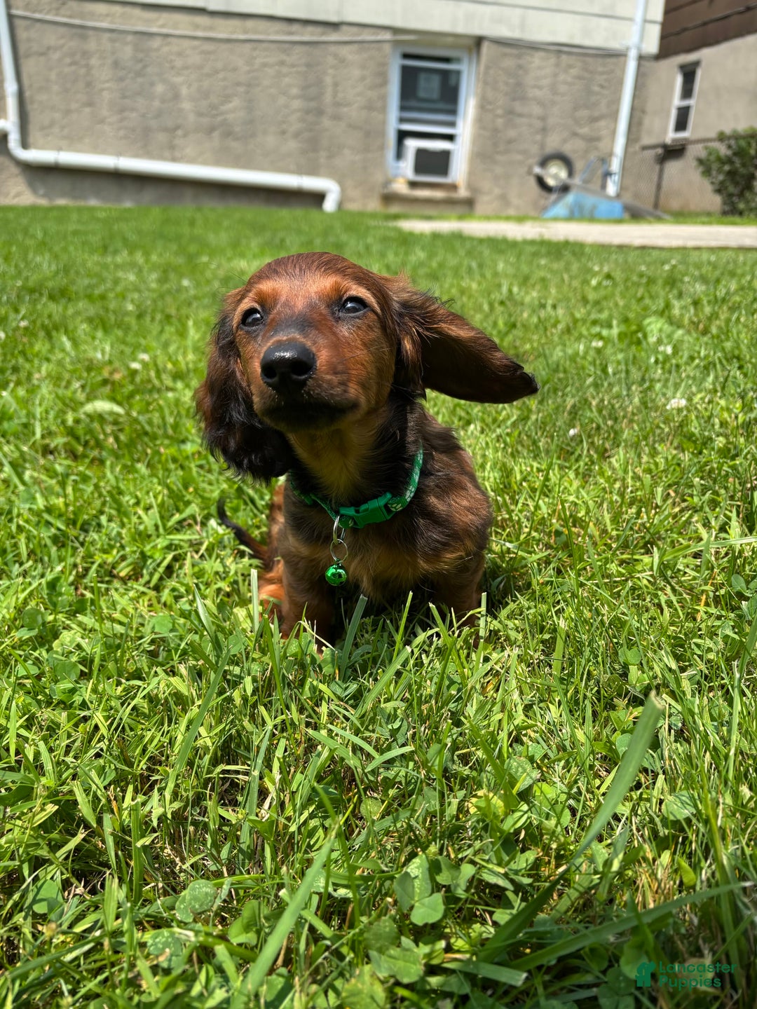Miniature Dachshund dogs for sale: Clifford - Image 3