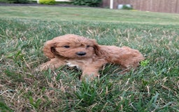 Cavapoo dogs for sale: Axel - Image 16
