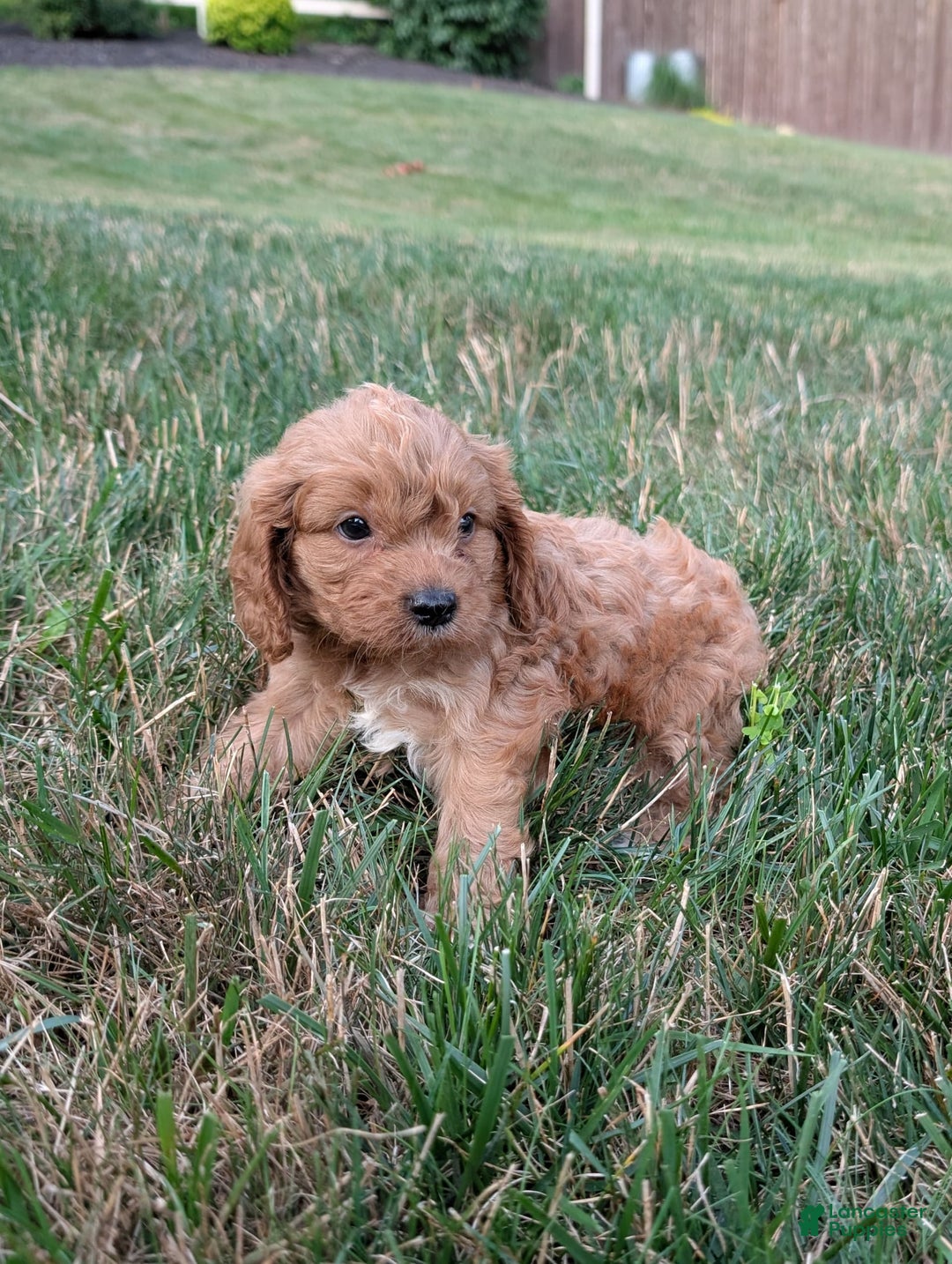 Cavapoo dogs for sale: Axel - Image 16