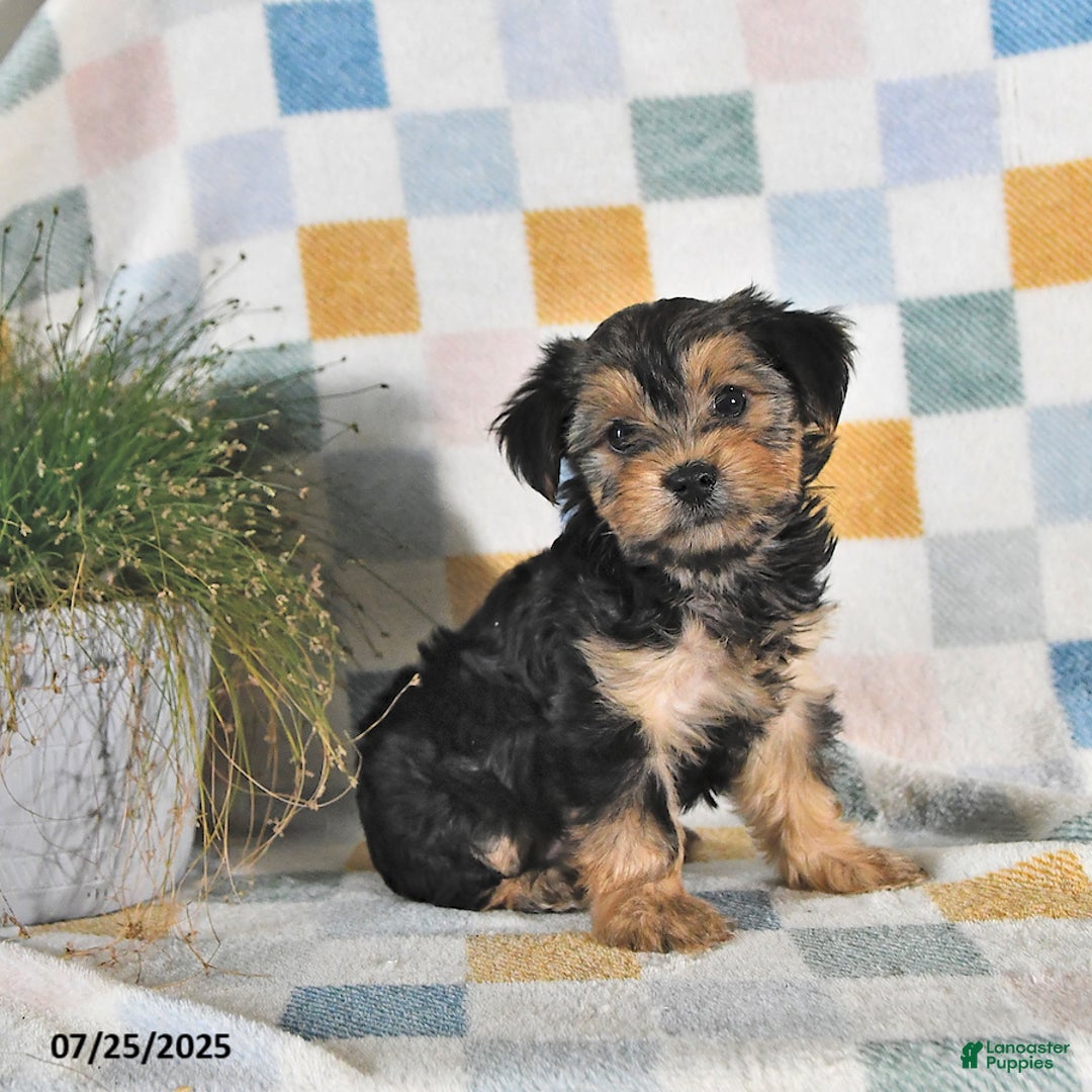 Yorkshire Terrier dogs for sale: Trixie - Image 4