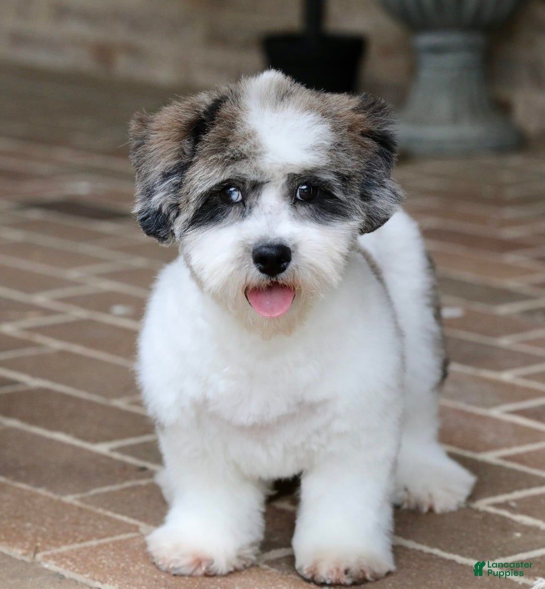 Shihpoo dogs for sale: Leo - Image 5