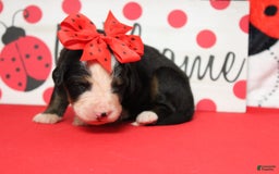 Bernese Mountain Dog dogs for sale: Pebbles - Image 64