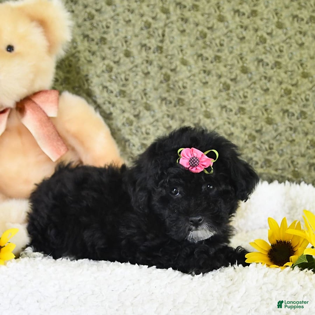Havapoo dogs for sale: Lollipop - Image 5