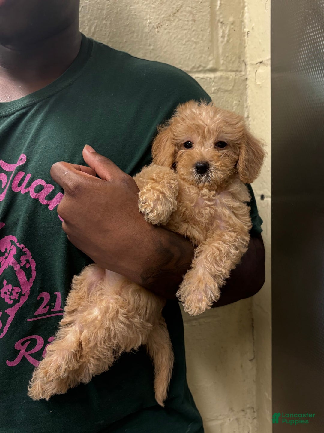 Cavapoo dogs for sale: Charlie - Image 3