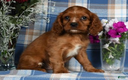 Cavalier King Charles Spaniel dogs for sale: Archer - Image 5