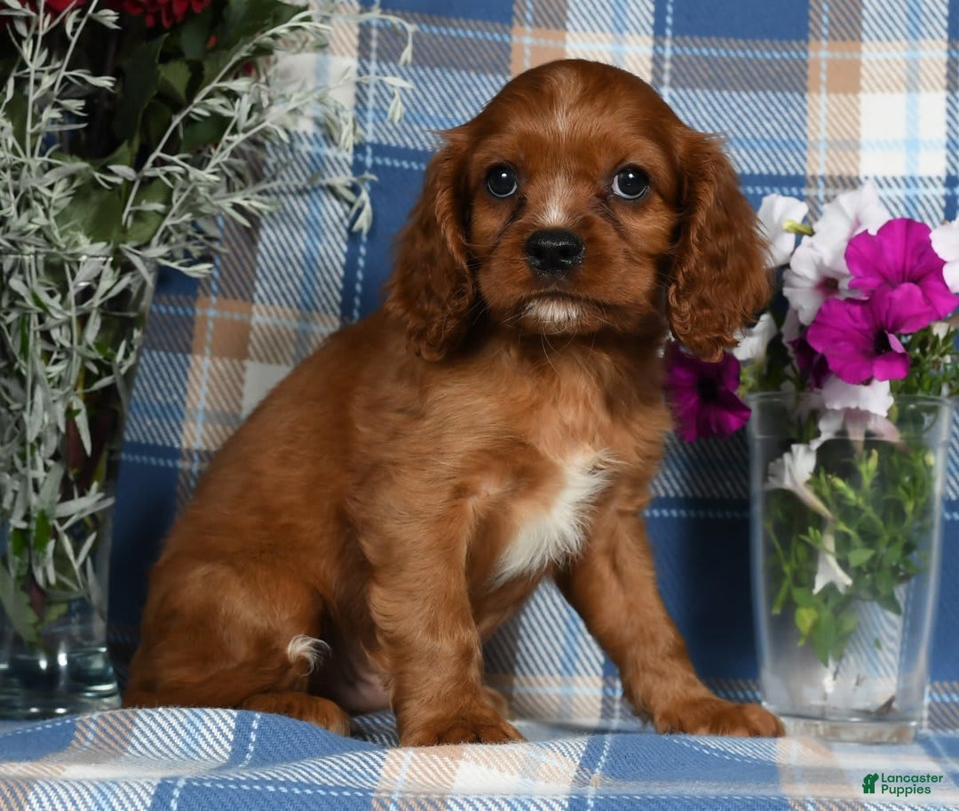 Cavalier King Charles Spaniel dogs for sale: Archer - Image 5