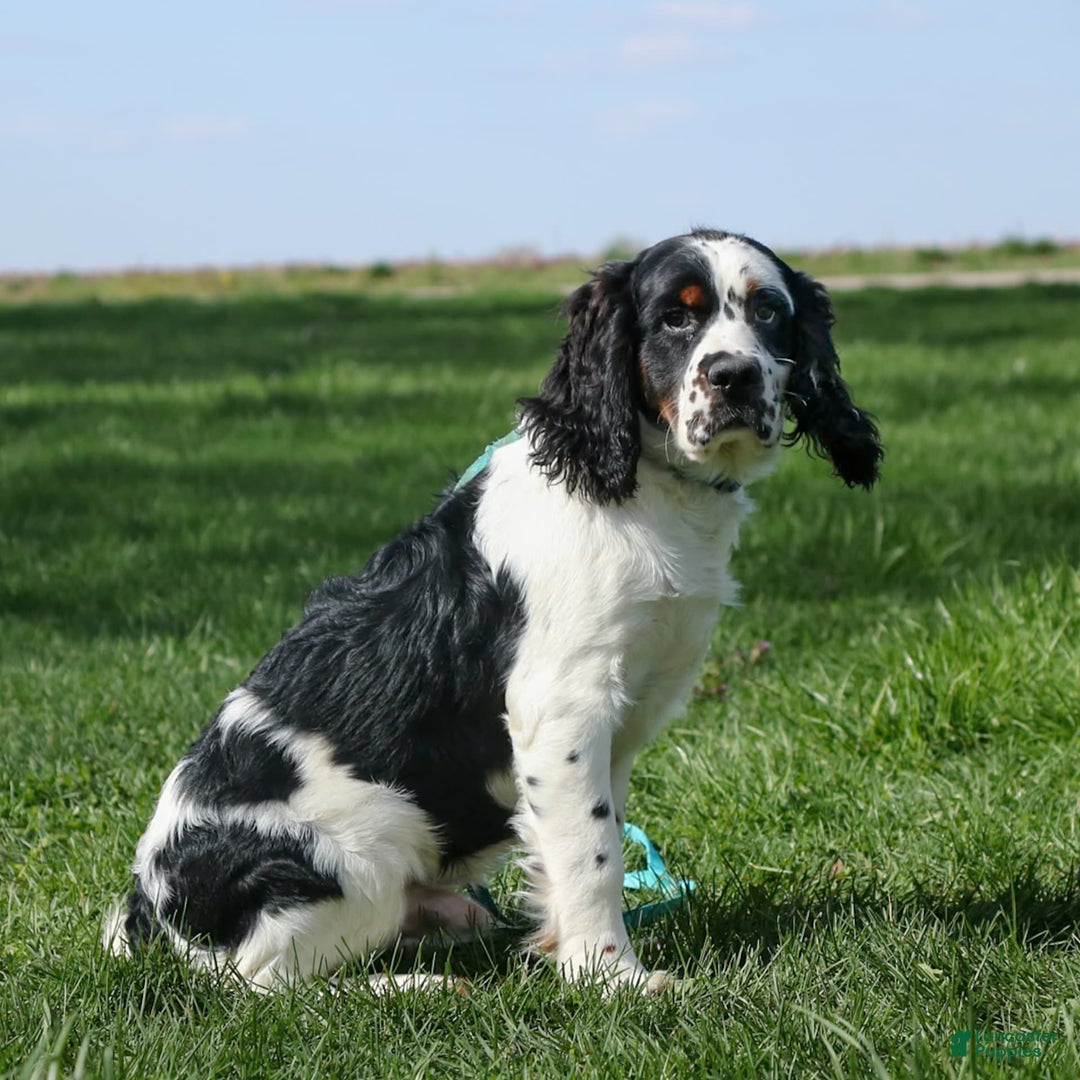 Saint Berdoodles dogs for sale: Buddy - Image 8