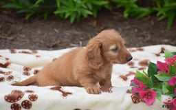Miniature Dachshund dogs for sale: Twyla - Image 3
