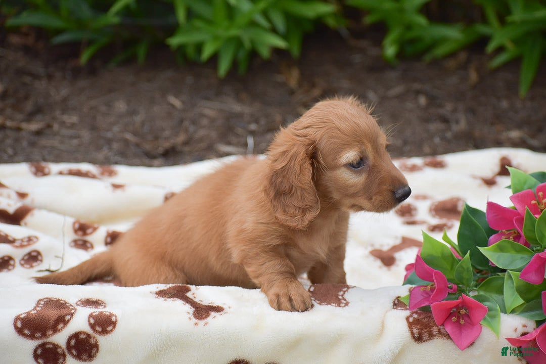 Miniature Dachshund dogs for sale: Twyla - Image 3