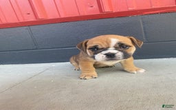 English Bulldog dogs for sale: Diesel - Image 7