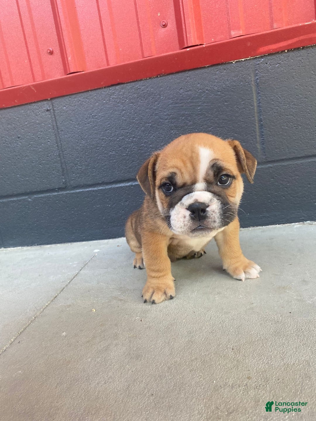 English Bulldog dogs for sale: Diesel - Image 7