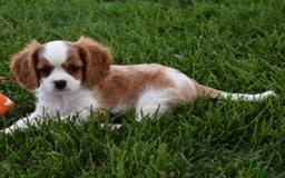 Cavalier King Charles Spaniel dogs for sale: Buster - Image 3