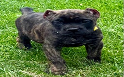 Cane Corso dogs for sale: Bridget - Image 1