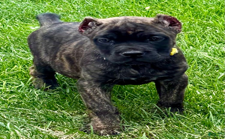Cane Corso dogs for sale - Ad 2