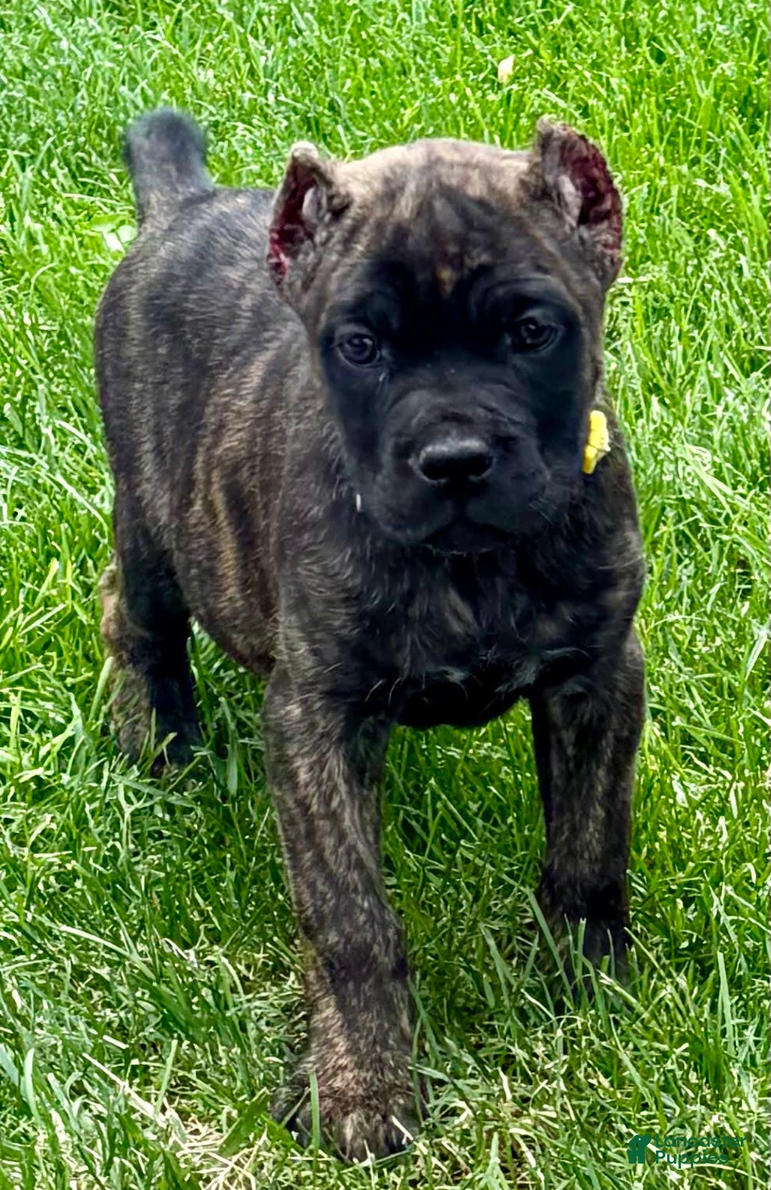 Cane Corso dogs for sale: Bridget - Image 1
