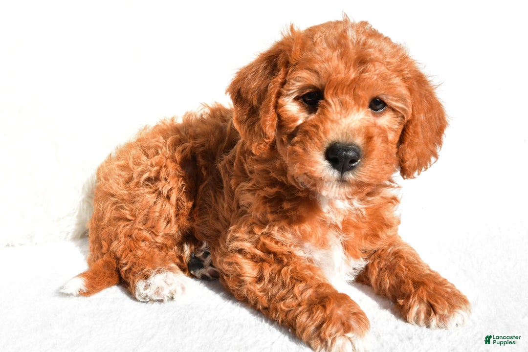  dogs for sale: Rosie - Image 2