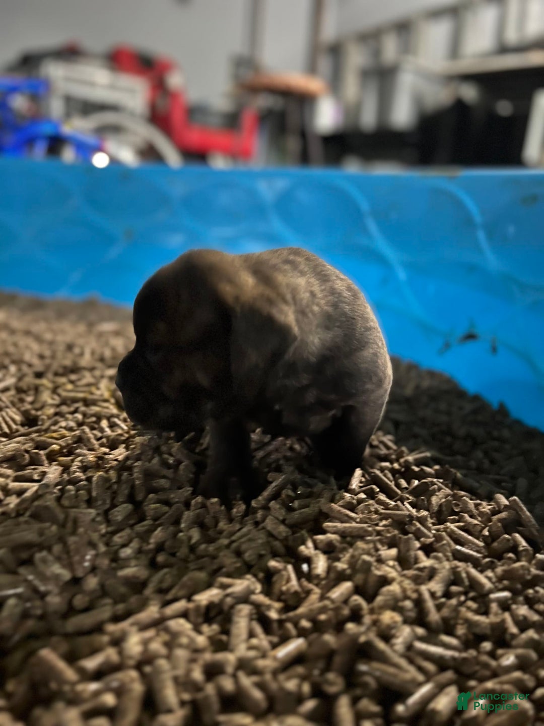 Olde English Bulldogge dogs for sale: Olde English Bulldogge 3 puppies - Image 12
