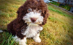 Havapoo dogs for sale: Havapoo 7 puppies - Image 7