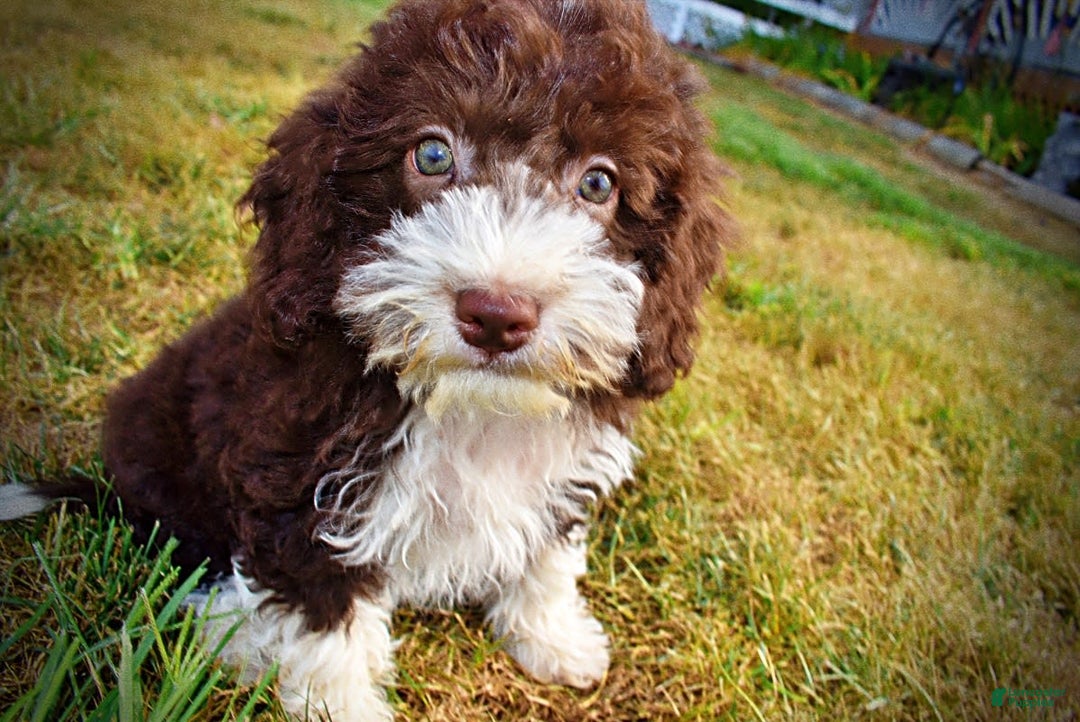Havapoo dogs for sale: Havapoo 7 puppies - Image 7