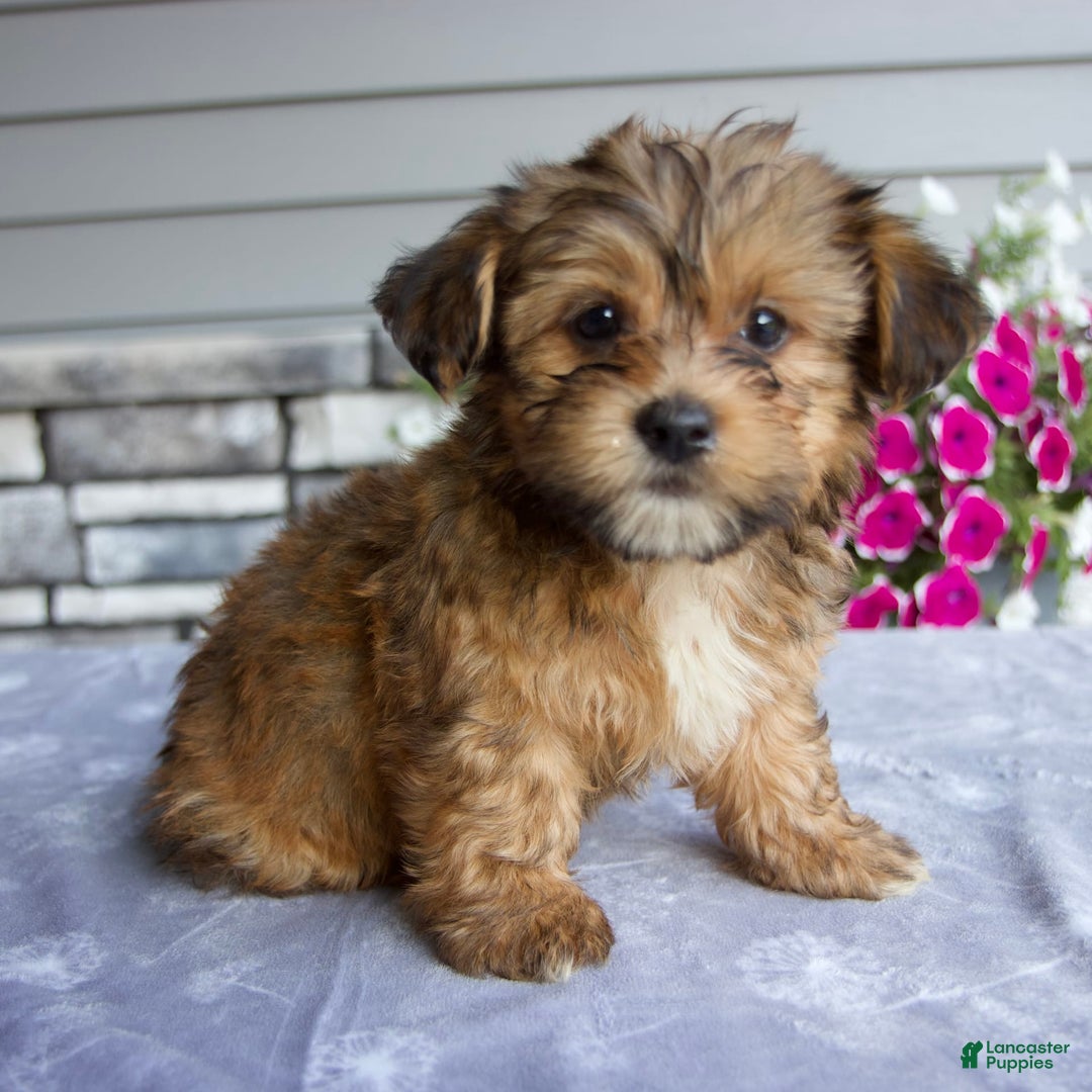 Shorkie dogs for sale: Everett - Image 4
