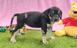Catahoula Leopard Dog dogs for sale: Tess 2025 Female 4 - Image 11