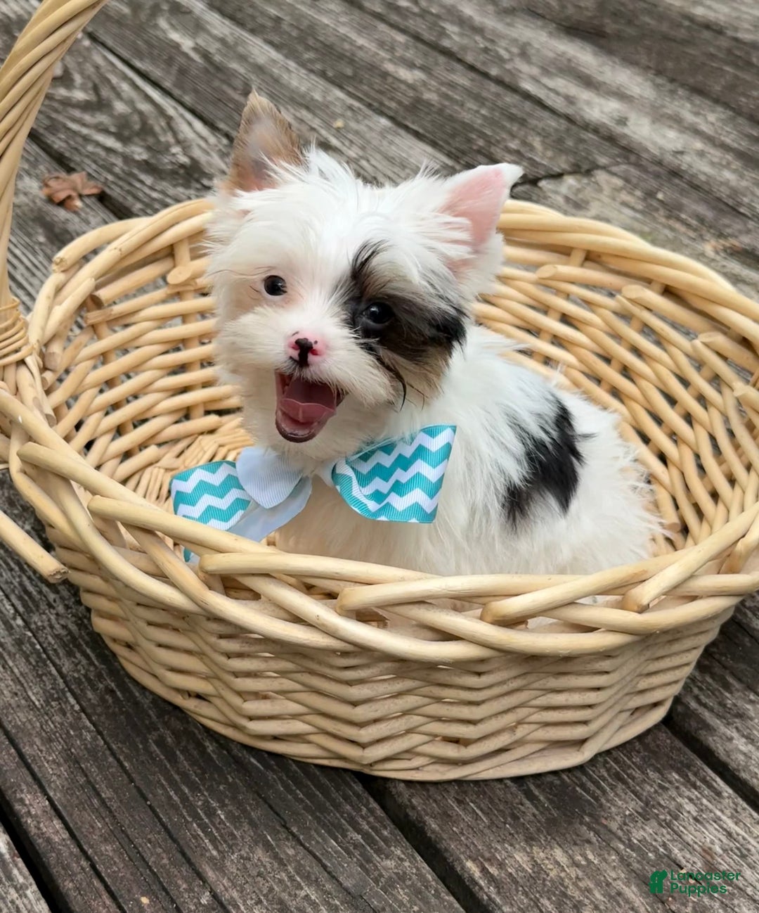 Yorkshire Terrier dogs for sale: Daniel - Image 7
