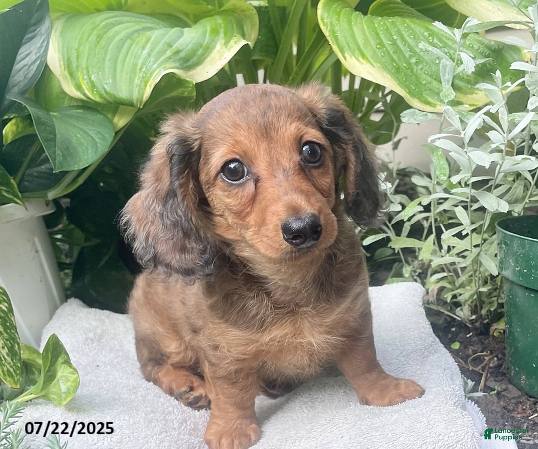 Miniature Dachshund dogs for sale: Capptain Coffee - Image 6