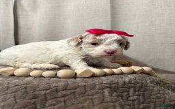 Cavapoo dogs for sale: Cannoli - Image 3