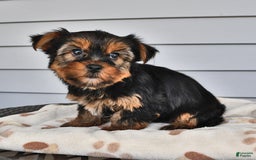 Yorkshire Terrier dogs for sale: Lilac - Image 6