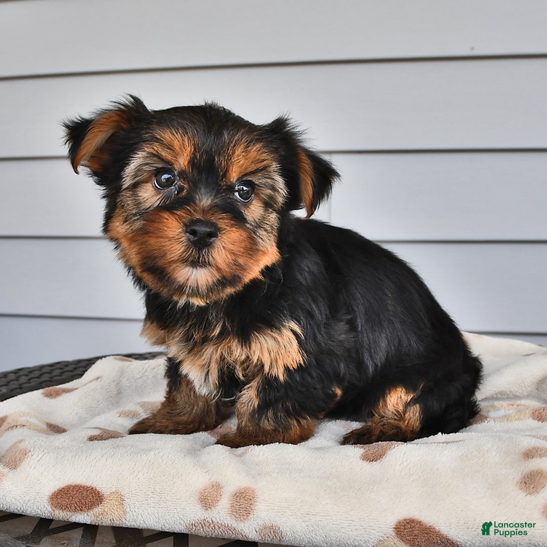 Yorkshire Terrier dogs for sale: Lilac - Image 6