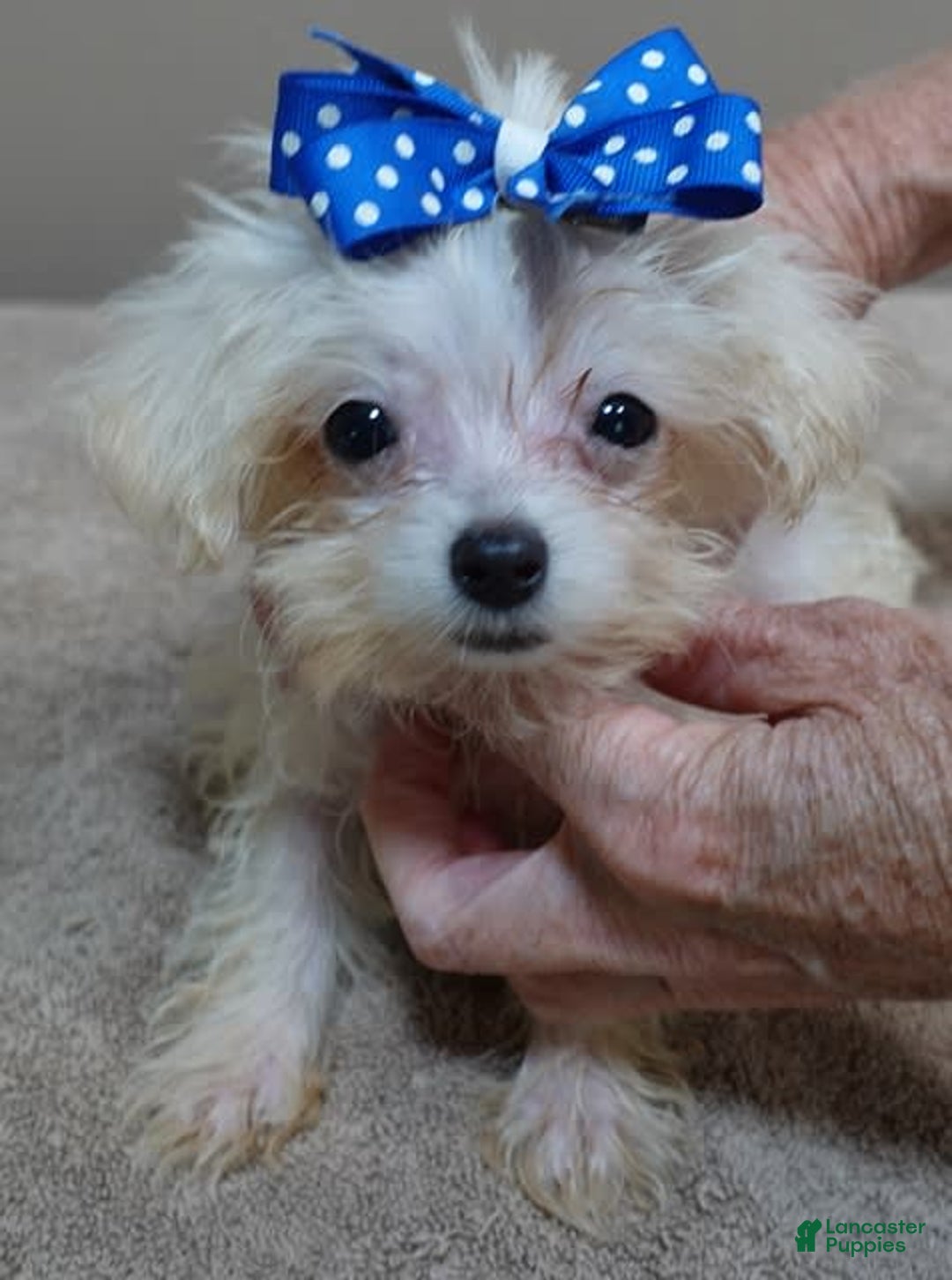 Maltipoo dogs for sale: micro teacup 1 lb 7 ozs - Image 4
