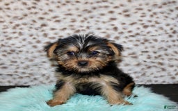 Yorkshire Terrier dogs for sale: Samson - Image 1