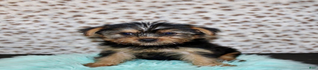 Samson