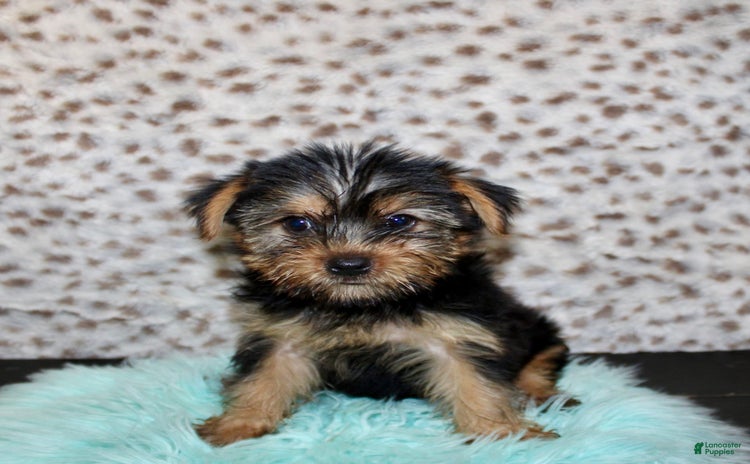 Yorkshire Terrier dogs for sale - Ad 2
