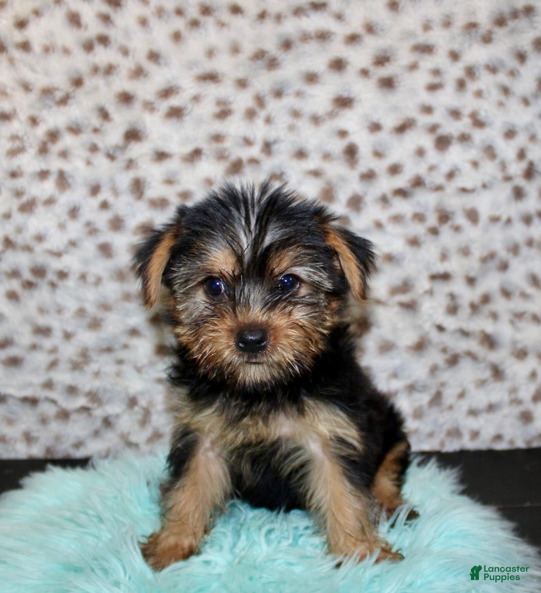 Yorkshire Terrier dogs for sale: Samson - Image 1