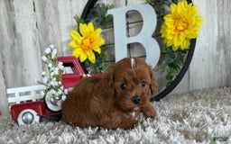 Cavapoo dogs for sale: Lainey - Image 1