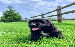 Newfoundland dogs for sale: Dee - Image 11