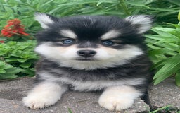 Alaskan Klee Kai dogs for sale: Kai  Toy Boy - Image 7