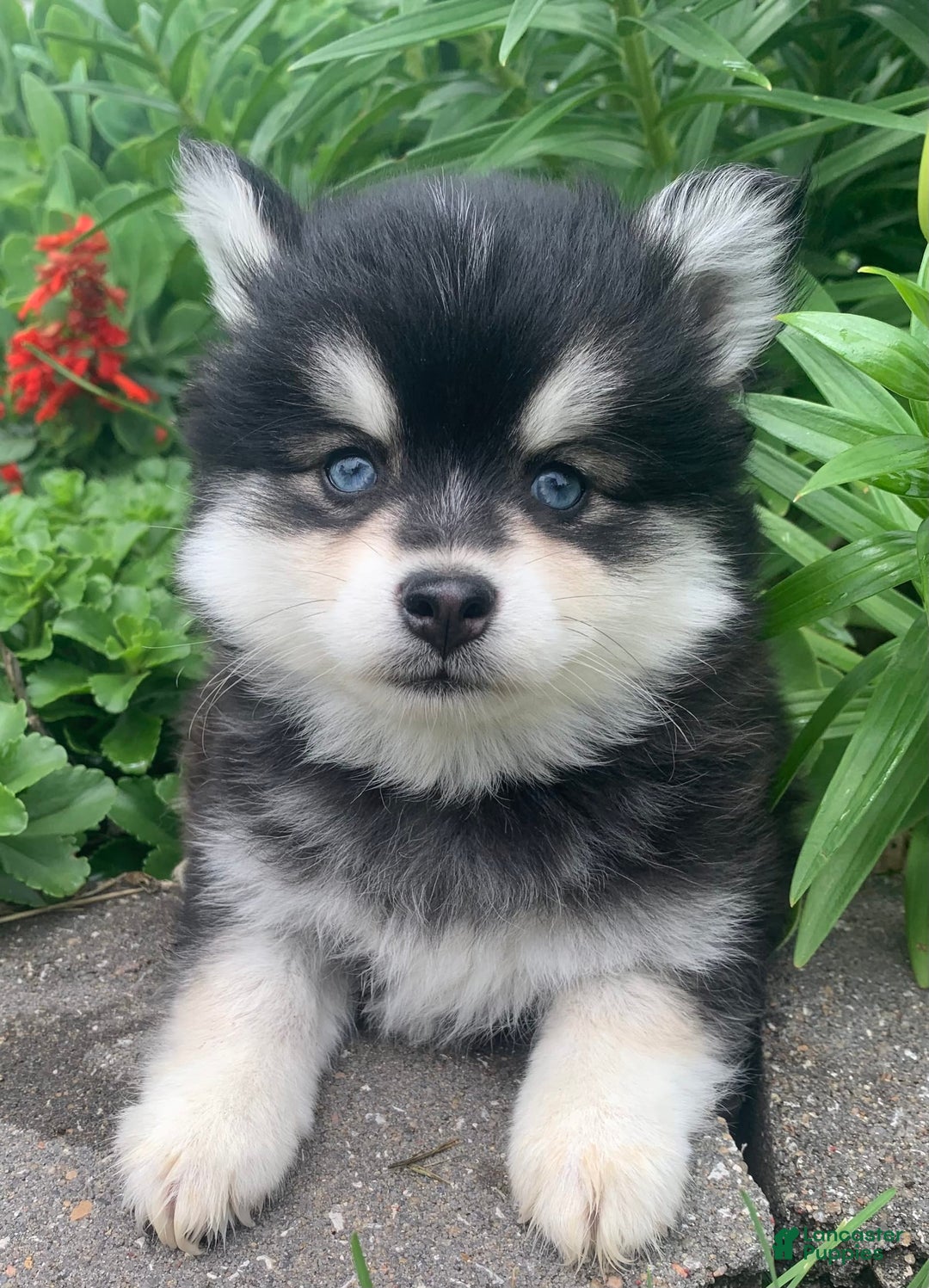 Alaskan Klee Kai dogs for sale: Kai  Toy Boy - Image 7