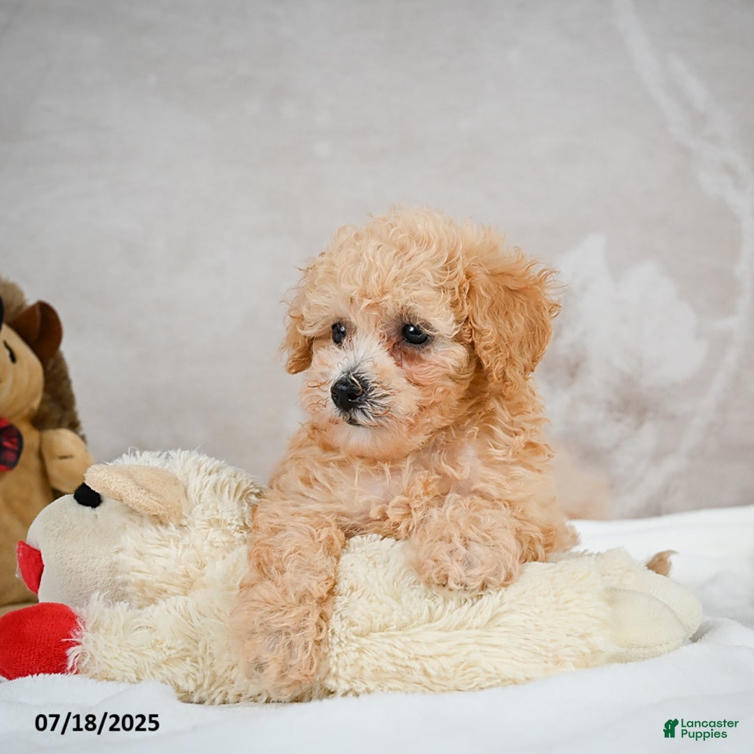 Bichpoo dogs for sale: Dixie - Image 3
