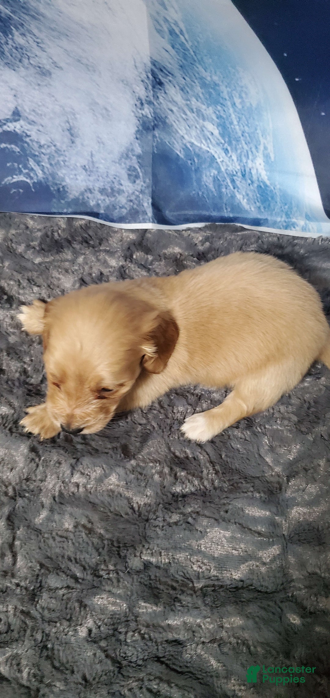 Miniature Dachshund dogs for sale: Creme - Image 5