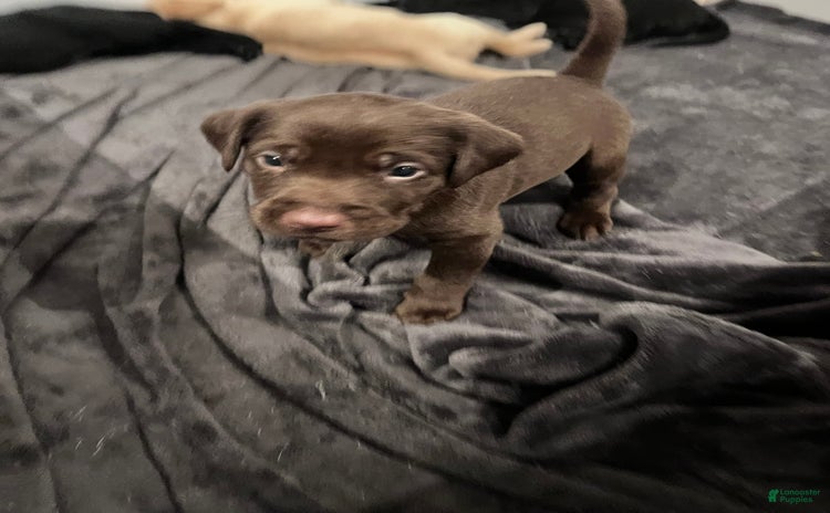 Labrador Retriever dogs for sale - Ad 2